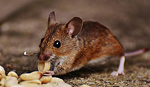 24 Hour & Emergency Exterminators in Barrington, IL